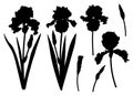 Set flowers Irises silhouettes botanical vector illustration Royalty Free Stock Photo